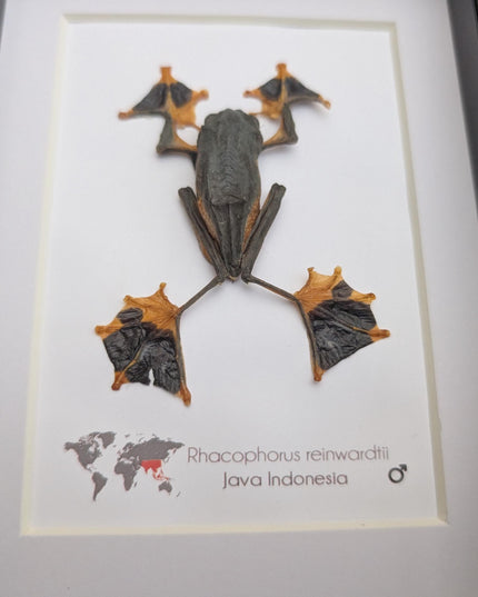 Rhacophorus reinwardtii full body, green flying tree frog, ethically sourced, taxidermy present, 5x7