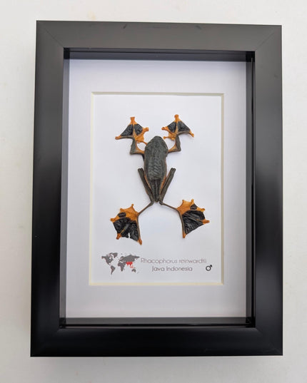 Rhacophorus reinwardtii full body, green flying tree frog, ethically sourced, taxidermy present, 5x7