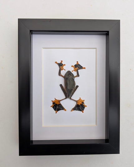 Rhacophorus reinwardtii full body, green flying tree frog, ethically sourced, taxidermy present, 5x7