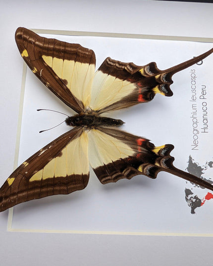 Neographium leucaspis,  taxidermy butterfly, framed butterfly, ethically sourced, nature art, bug collection, entomology gift