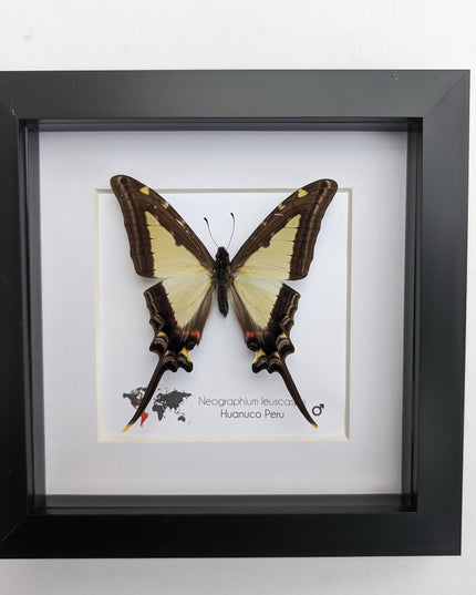 Neographium leucaspis,  taxidermy butterfly, framed butterfly, ethically sourced, nature art, bug collection, entomology gift
