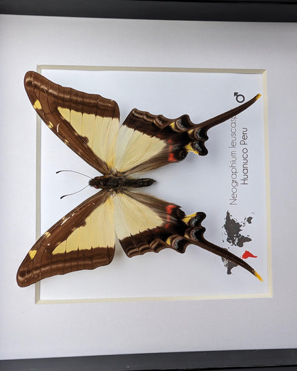 Neographium leucaspis,  taxidermy butterfly, framed butterfly, ethically sourced, nature art, bug collection, entomology gift