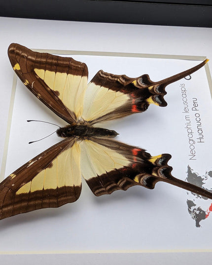 Neographium leucaspis,  taxidermy butterfly, framed butterfly, ethically sourced, nature art, bug collection, entomology gift