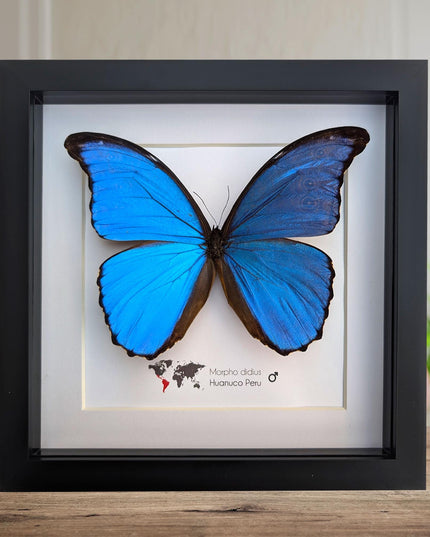 Framed giant blue morpho butterfly taxidermy, nature art