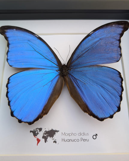 Framed giant blue morpho butterfly taxidermy, nature art