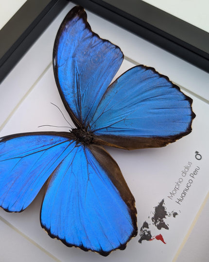 Framed giant blue morpho butterfly taxidermy, nature art