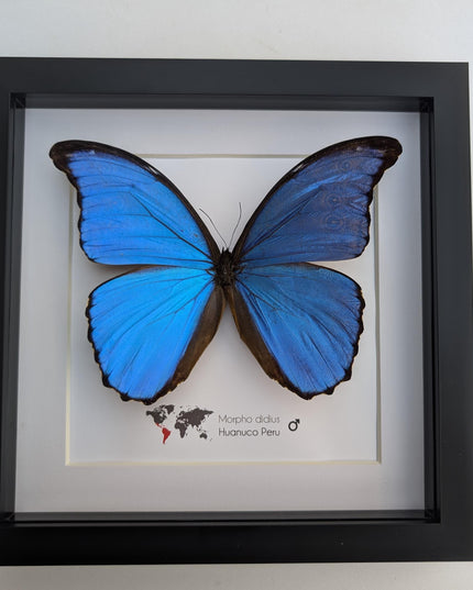 Framed giant blue morpho butterfly taxidermy, nature art