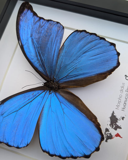 Framed giant blue morpho butterfly taxidermy, nature art