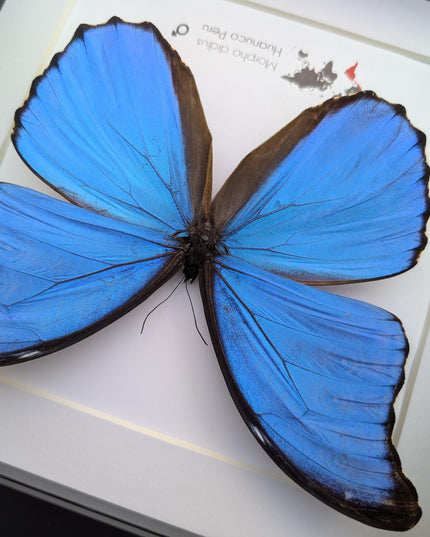 Framed giant blue morpho butterfly taxidermy, nature art
