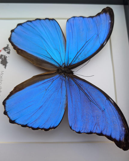 Framed giant blue morpho butterfly taxidermy, nature art