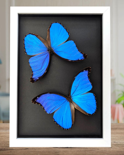Framed giant blue morpho butterfly taxidermy, a4 display