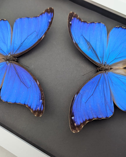 Framed giant blue morpho butterfly taxidermy, a4 display