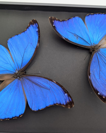 Framed giant blue morpho butterfly taxidermy, a4 display