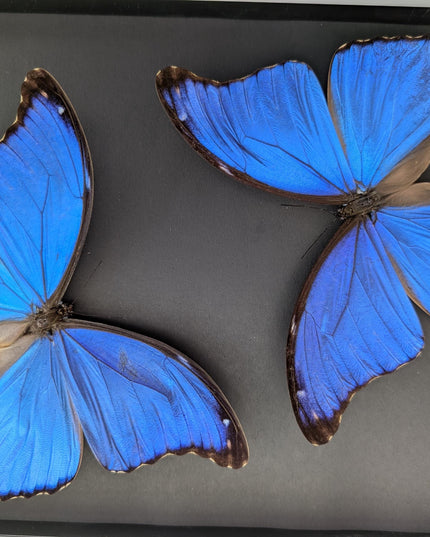 Framed giant blue morpho butterfly taxidermy, a4 display