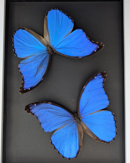 Framed giant blue morpho butterfly taxidermy, a4 display