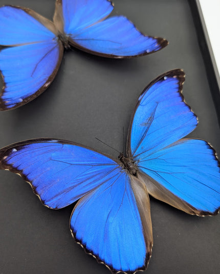 Framed giant blue morpho butterfly taxidermy, a4 display