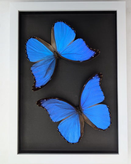 Framed giant blue morpho butterfly taxidermy, a4 display