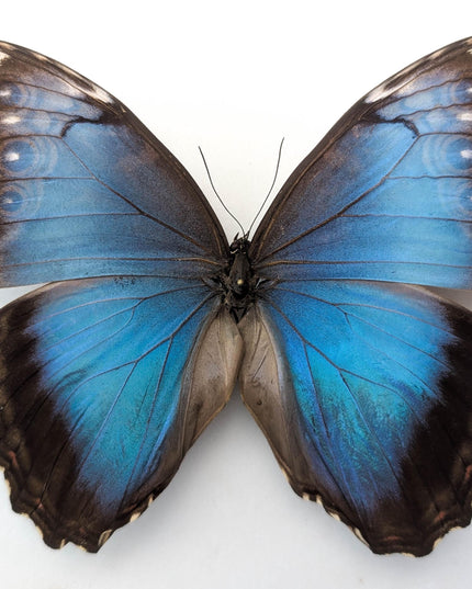 Morpho helenor butterfly taxidermy, blue helenor papered specimen, set of 1 female