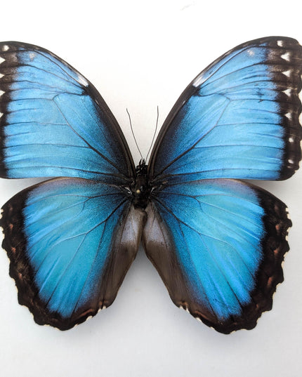 Morpho helenor butterfly taxidermy, blue helenor papered specimen, set of 1 male