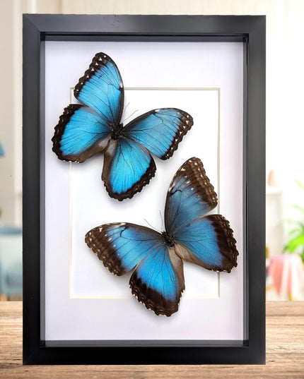 Framed Iridescent Blue Morpho Butterfly pair, Helenor guerrerensis A4 Display