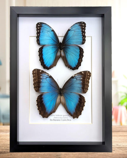 Framed Iridescent Blue Morpho Butterfly pair, Helenor guerrerensis A4