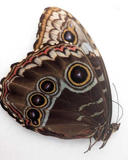 Morpho helenor butterfly taxidermy, blue helenor papered specimen, set of 1 male
