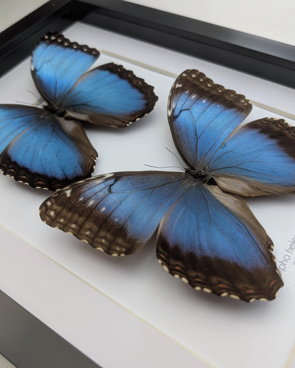 Framed Iridescent Blue Morpho Butterfly pair, Helenor guerrerensis A4