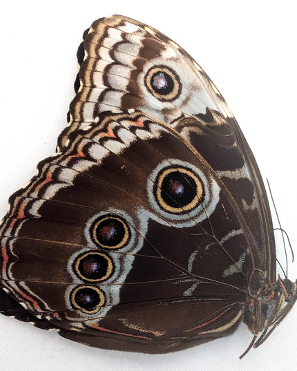 Morpho helenor butterfly taxidermy, blue helenor papered specimen, set of 1 female