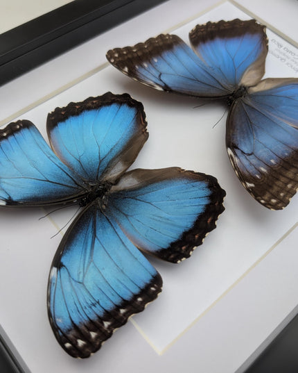 Framed Iridescent Blue Morpho Butterfly pair, Helenor guerrerensis A4