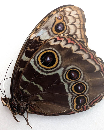 Morpho helenor butterfly taxidermy, blue helenor papered specimen, set of 1 male