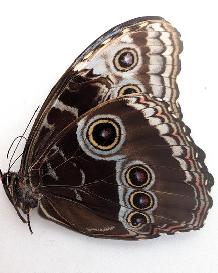 Morpho helenor butterfly taxidermy, blue helenor papered specimen, set of 1 female