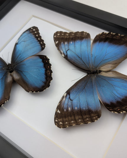 Framed Iridescent Blue Morpho Butterfly pair, Helenor guerrerensis A4 Display