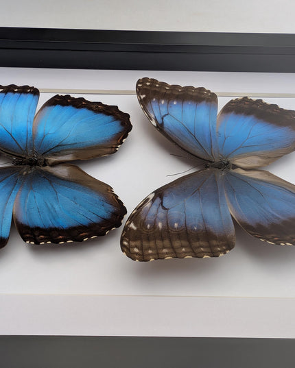 Framed Iridescent Blue Morpho Butterfly pair, Helenor guerrerensis A4