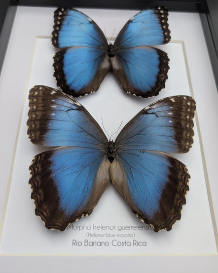 Framed Iridescent Blue Morpho Butterfly pair, Helenor guerrerensis A4