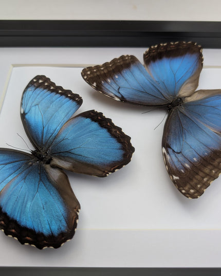 Framed Iridescent Blue Morpho Butterfly pair, Helenor guerrerensis A4 Display