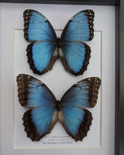 Framed Iridescent Blue Morpho Butterfly pair, Helenor guerrerensis A4
