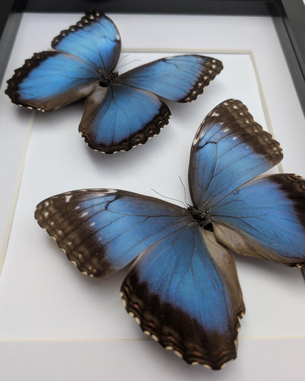 Framed Iridescent Blue Morpho Butterfly pair, Helenor guerrerensis A4 Display