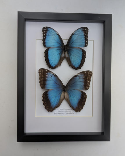 Framed Iridescent Blue Morpho Butterfly pair, Helenor guerrerensis A4