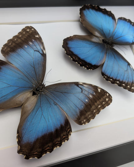 Framed Iridescent Blue Morpho Butterfly pair, Helenor guerrerensis A4 Display