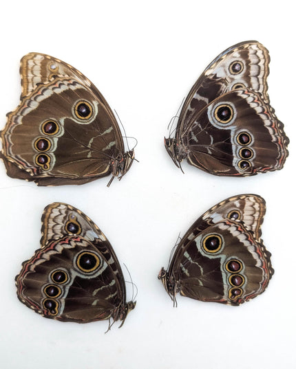 Morpho helenor butterfly taxidermy, blue helenor papered specimen, set of 4