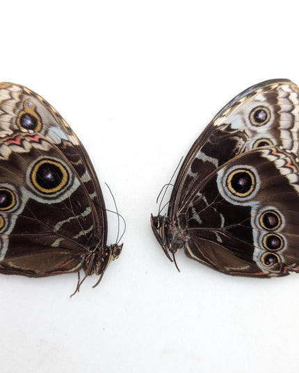 Morpho helenor butterfly taxidermy, blue helenor papered specimen, set of 2