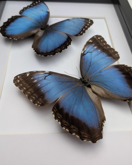 Framed Iridescent Blue Morpho Butterfly pair, Helenor guerrerensis A4 Display