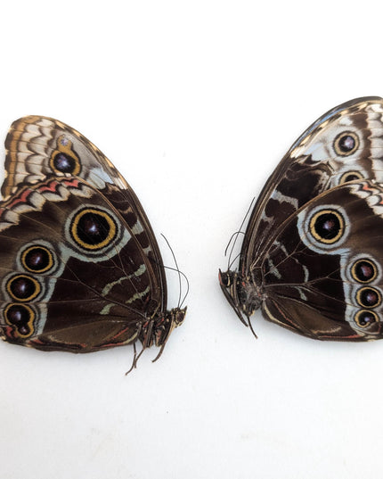 Morpho helenor butterfly taxidermy, blue helenor papered specimen, set of 2