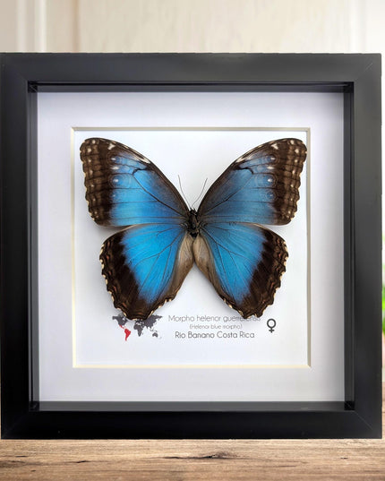 Framed Iridescent Blue Morpho Butterfly female, Helenor guerrerensis 8x8