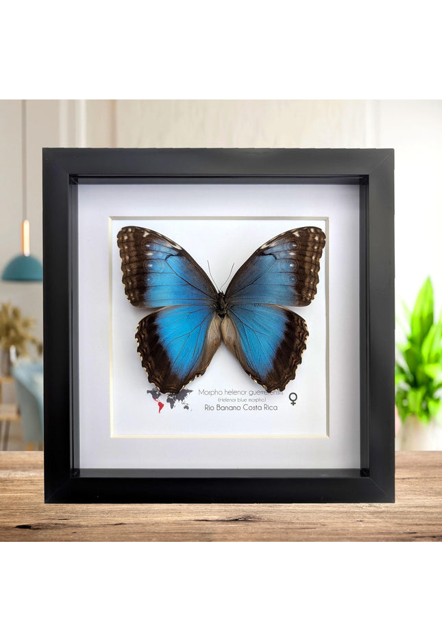 Framed Iridescent Blue Morpho Butterfly female, Helenor guerrerensis 8x8
