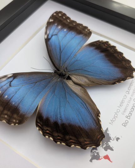 Framed Iridescent Blue Morpho Butterfly female, Helenor guerrerensis 8x8
