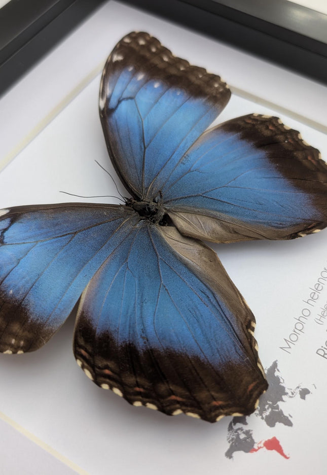 Framed Iridescent Blue Morpho Butterfly female, Helenor guerrerensis 8x8