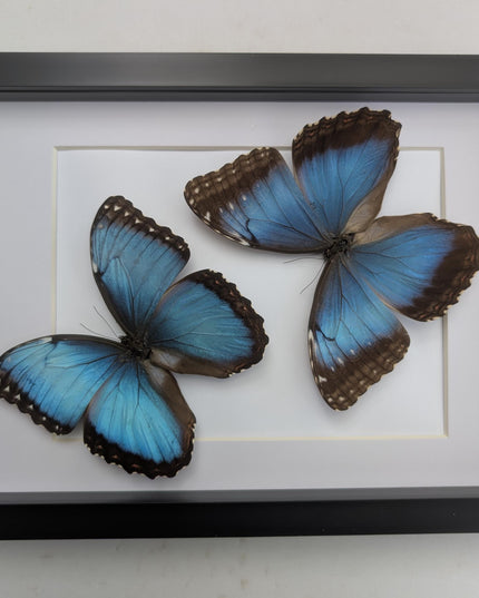 Framed Iridescent Blue Morpho Butterfly pair, Helenor guerrerensis A4 Display