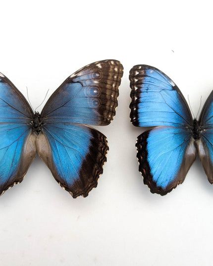 Morpho helenor butterfly taxidermy, blue helenor papered specimen, set of 2