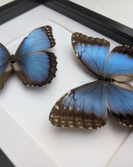 Framed Iridescent Blue Morpho Butterfly pair, Helenor guerrerensis A4 Display